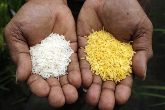 india germany export, european union rice import rule, rice import european union, rice production in india, rice export in india