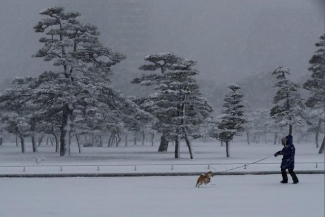 tokyo, tokyo snowstorm, tokyo railway, tokyo airways, tokyo airlines, tokyo trains, japan snowstorm, japan weather, tokyo weather