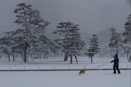 tokyo, tokyo snowstorm, tokyo railway, tokyo airways, tokyo airlines, tokyo trains, japan snowstorm, japan weather, tokyo weather