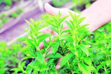 stevia, what is stevia, why use stevia, is stevia safe, is stevia harmful