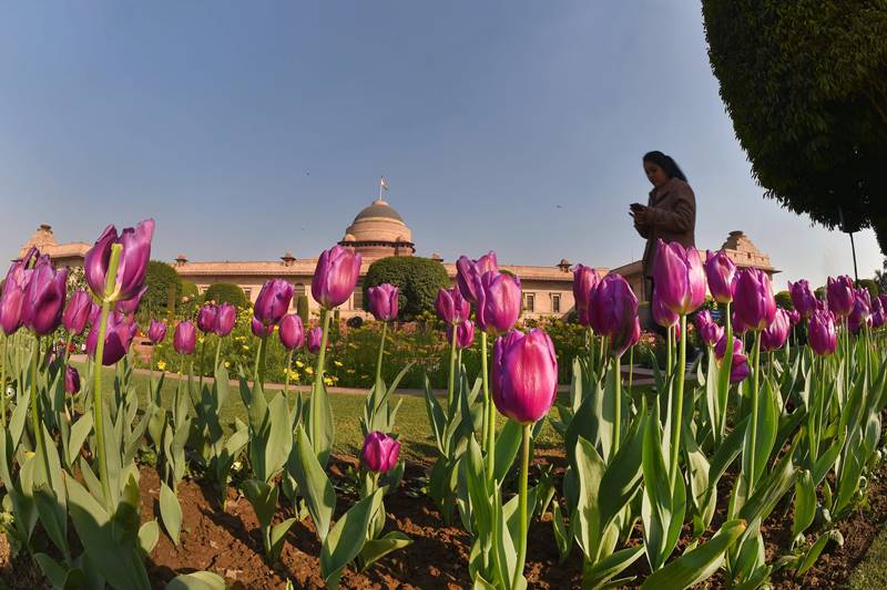 Mughal Gardens, Rashtrapati Bhavan, Mughal Gardens of Rashtrapati Bhavan, Mughal Gardens open, when is Mughal Gardens opening, Mughal Gardens photos, flowers, flower show, tulip, roses, Mughal Gardens open for public, Mughal Gardens timings, Udyanotsav