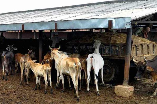 Now, 12 UP prisons might give space to cow-shelters Now, 12 UP prisons might give space to cow-shelters