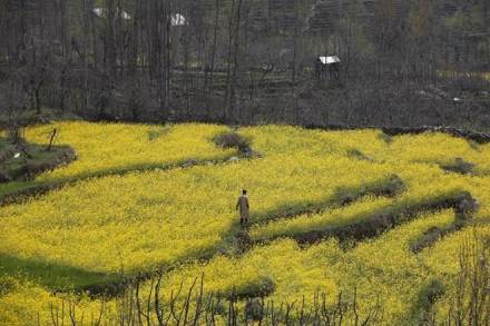 gm mustard, what is gm mustard, problems in harvesting gm mustard