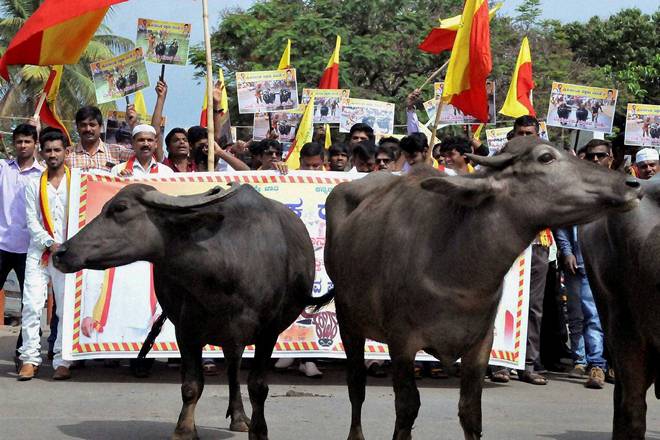 Supreme Court, Kambala buffalo race, Kambala, buffalo race, karnataka, supreme court interim stay Supreme Court, Kambala buffalo race, Kambala, buffalo race, karnataka, supreme court interim stay
