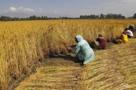Budget 2018 Arun Jaitley political pundits agriculture