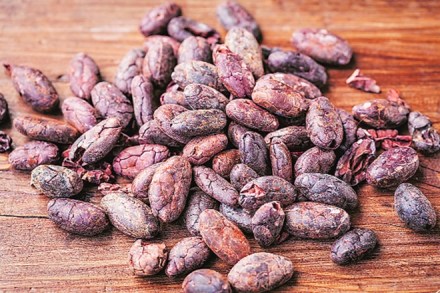Andhra Pradesh, Kerala, Karnataka, top cocoa-producing states, cocoa, india