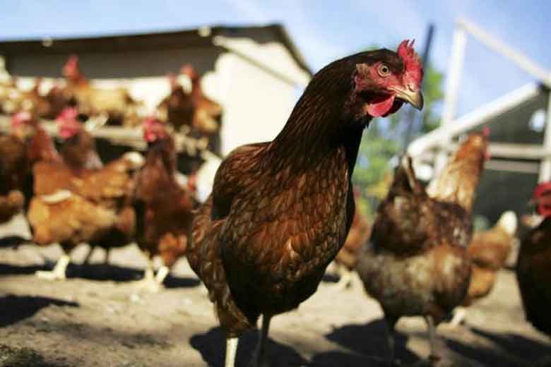 poultry industry, chicken leg import, poultry sector India poultry industry, chicken leg import, poultry sector India