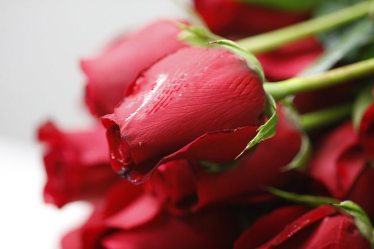 Happy rose day 1028 images, rose day 2018, Happy rose day, Happy Rose day 2018, Rose day images, Rose images, Rose day message, Valentine week 2018, Valentine day 2018, happy rose day image, happy rose day images, rose day significance, rose day inportance, valentines day, valentines week