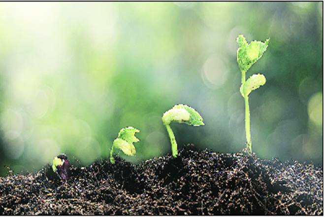 soil, improving soil, health, indian farmers