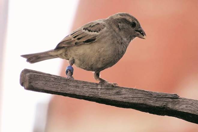 Disappearing sparrows, Urbanisation, flight of the sparrow, Ostrich, Four Pests Campaign, Delhi, TERI, Kill a Sparrow Campaign
