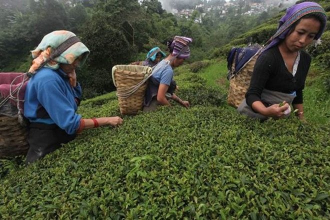 india, tea, indian tea, tea export, tea export in india, india tea export, inida tea export rcord, tea export record