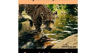 Amazon, amazon prime, Wall  iPhone, Apple Inc, Amazon Web Services, Berkshire Hathaway Inc, JPMorgan Chase & Co, industry