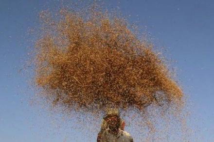 Madhya Pradesh, MSP, MSP deficiency payment scheme