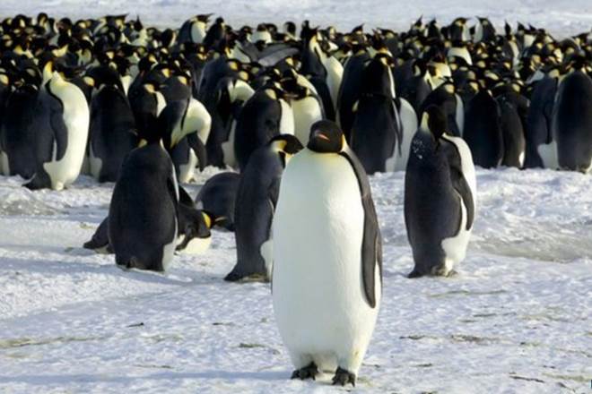 Supercolony of penguins, penguins, Adelie Penguins, Danger Islands, supercolony, Antarctic Peninsula, US, Woods Hole Oceanographic Institution, Stony Brook University, world news