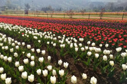 Some 130 workers work round the year in the garden so that in March every year tourists can enjoy the glorious display of rows and rows of the tubular flowers