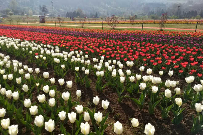 Some 130 workers work round the year in the garden so that in March every year tourists can enjoy the glorious display of rows and rows of the tubular flowers