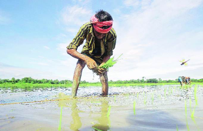 agriculture, agriculture sector, draft policy on agriculture sector, economy