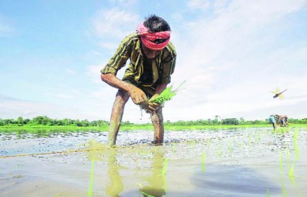 agriculture, agriculture sector, draft policy on agriculture sector, economy