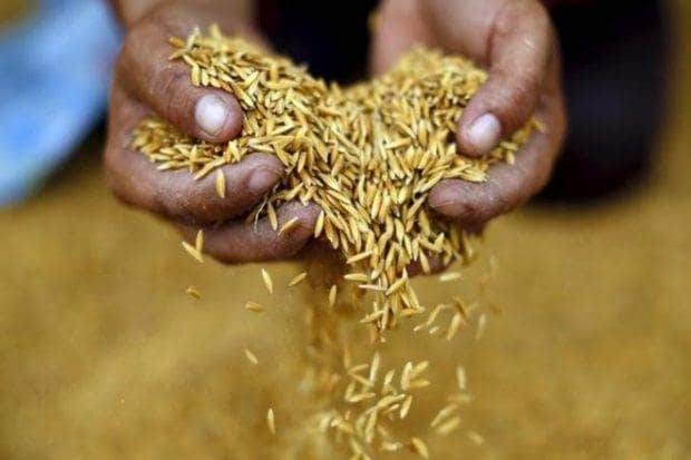 basmati rice, basmati, madhya pradesh, Geographical Indication, centre, india, pakistan
