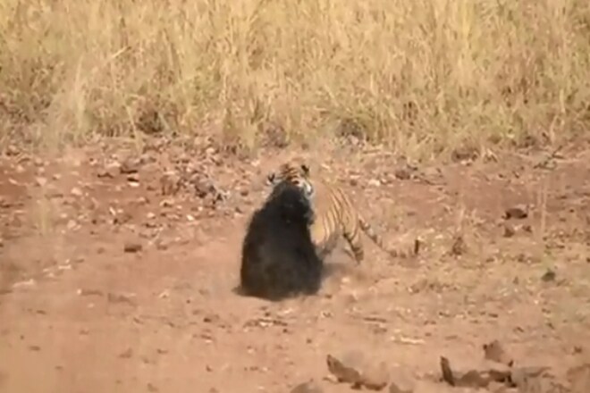 Bear tiger fighting video, bear video, panda video, Mother bear protects cub, bear cute video, panda cute video, Environment, Bear fighting tiger, Bear tiger fighting, Bear tiger fighting video, Tadoba National Park, Maharashtra National Park, Maharashtra tiger bear fight, Bear protects cub from tiger, Tiger attacking video