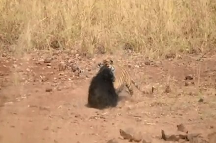 Bear tiger fighting video, bear video, panda video, Mother bear protects cub, bear cute video, panda cute video, Environment, Bear fighting tiger, Bear tiger fighting, Bear tiger fighting video, Tadoba National Park, Maharashtra National Park, Maharashtra tiger bear fight, Bear protects cub from tiger, Tiger attacking video