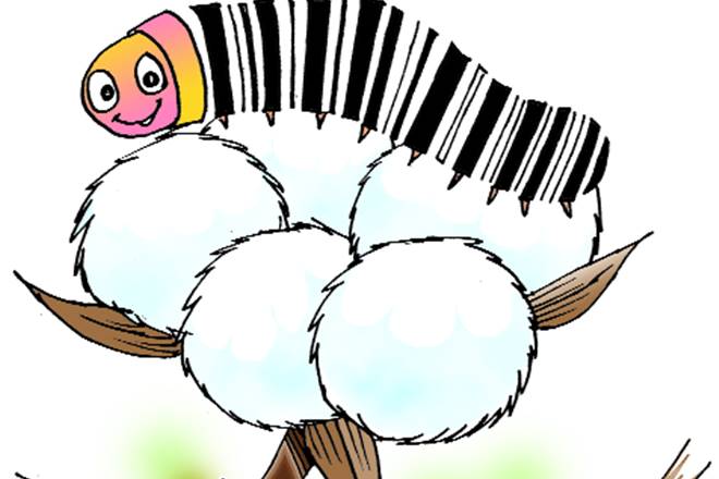 BT cotton seeds, cotton seeds, cotton seed companies, Maharashtra bans co-marketing