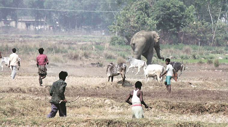 smoking elephant, elephant smoking, smoking elephant in indian jungle, stange behaviour of wild elephant, elephant starnge behaviour