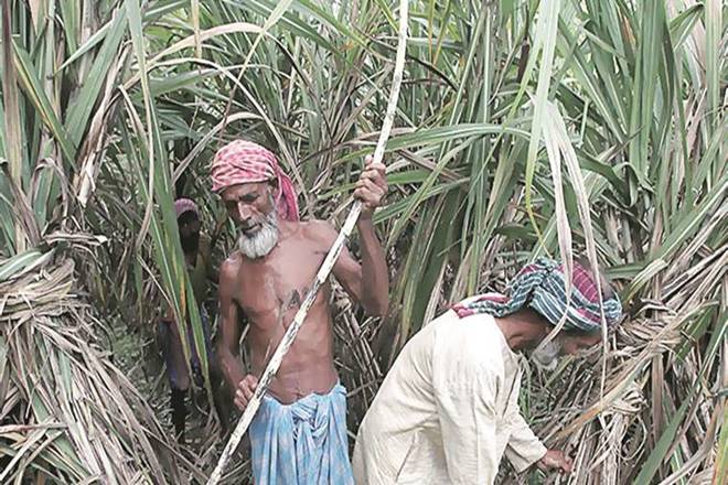 supreme court, uttar pradesh, uttar pradesh sugar mills, sugar mills, sugar sops