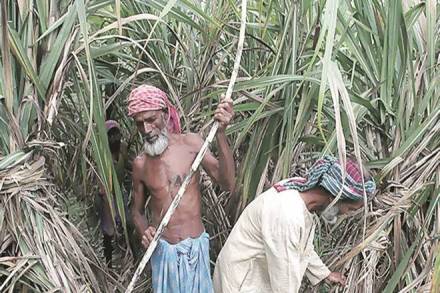 supreme court, uttar pradesh, uttar pradesh sugar mills, sugar mills, sugar sops