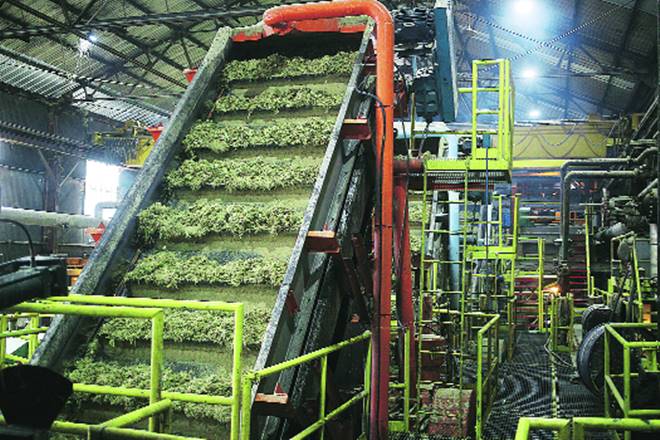 sugar, sugar output, sugar mills, mills