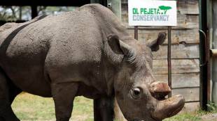 rhino, sudan, rhino dies, northern white rhino dies, rhino dies in kenya, kenya