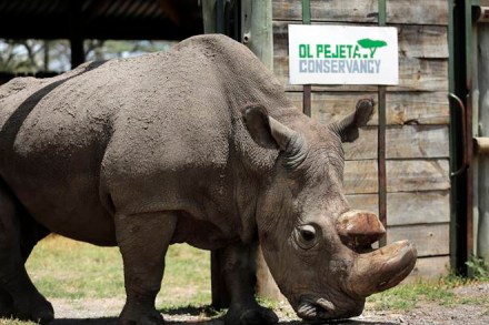 rhino, sudan, rhino dies, northern white rhino dies, rhino dies in kenya, kenya