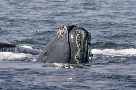 right whales, endangered right whales, news on endangered right whales, endangered right whales zero babies, winter calving season, Florida, US seacoast right whales, endangered right whales, news on endangered right whales, endangered right whales zero babies, winter calving season, Florida, US seacoast