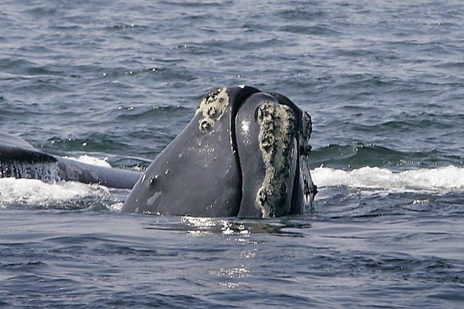 right whales, endangered right whales, news on endangered right whales, endangered right whales zero babies, winter calving season, Florida, US seacoast