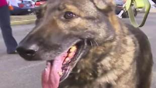 Dog sent overseas, japan, German Shepherd, Irgo,  United Airlines, Kansas, Wichita airport, Kansas family