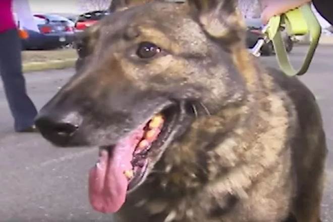 Dog sent overseas, japan, German Shepherd, Irgo,  United Airlines, Kansas, Wichita airport, Kansas family
