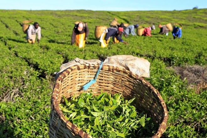 tea producers, pan india auction, Indian Tea Association