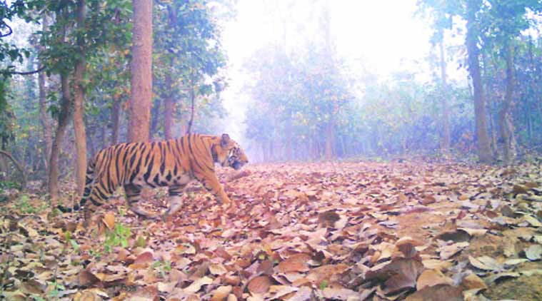 asia tigers, asia, asia protected tiger area, global norms, WWF asia tiger asia tigers, asia, asia protected tiger area, global norms, WWF asia tiger