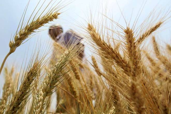 wheat procurement, wheat, punjab, agriculture