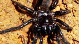 oldest spider, australia, number 16 spider, tarantula, trapdoor matriarch