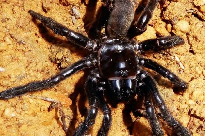 oldest spider, australia, number 16 spider, tarantula, trapdoor matriarch