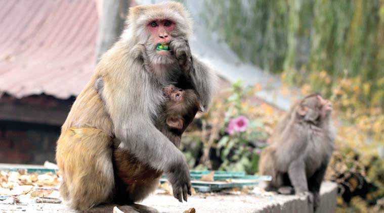 Odisha, Cuttack, Monkey