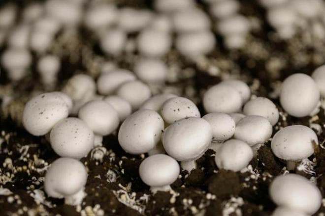 The Energy and Resources Institute (TERI), a leading thinktank, recently launched a first-of-its-kind digital library, which details scientific information of approximately 200 edible plant species of the Western Ghats, home to many native tribal people.