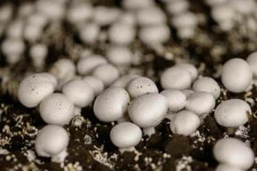 The Energy and Resources Institute (TERI), a leading thinktank, recently launched a first-of-its-kind digital library, which details scientific information of approximately 200 edible plant species of the Western Ghats, home to many native tribal people.