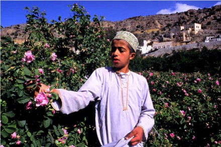 Jabal Akhdar roses are of superior quality and the rose water industry has become a profession for the locals as they see a huge demand for Omani rose water