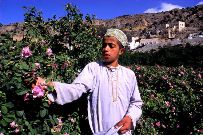 Jabal Akhdar roses are of superior quality and the rose water industry has become a profession for the locals as they see a huge demand for Omani rose water