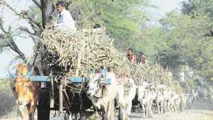 Allahabad HC, suagrcane dues, uttar pradesh government, Rashtriya Kisan Mazdoor Sangathan, sugarcane factories, interest to cane growers