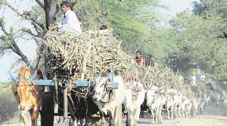 Allahabad HC, suagrcane dues, uttar pradesh government, Rashtriya Kisan Mazdoor Sangathan, sugarcane factories, interest to cane growers Allahabad HC, suagrcane dues, uttar pradesh government, Rashtriya Kisan Mazdoor Sangathan, sugarcane factories, interest to cane growers