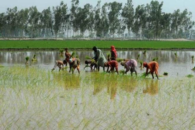 Agriculture, Agriculture credit, credit, agriculture ministry, farmers, small farmers, farm loans, crop loan