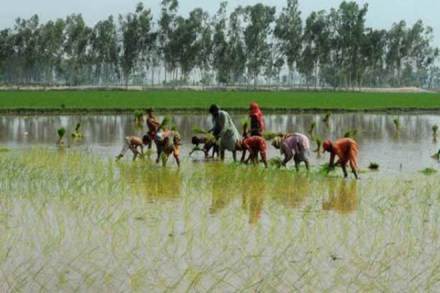 Agriculture, Agriculture credit, credit, agriculture ministry, farmers, small farmers, farm loans, crop loan